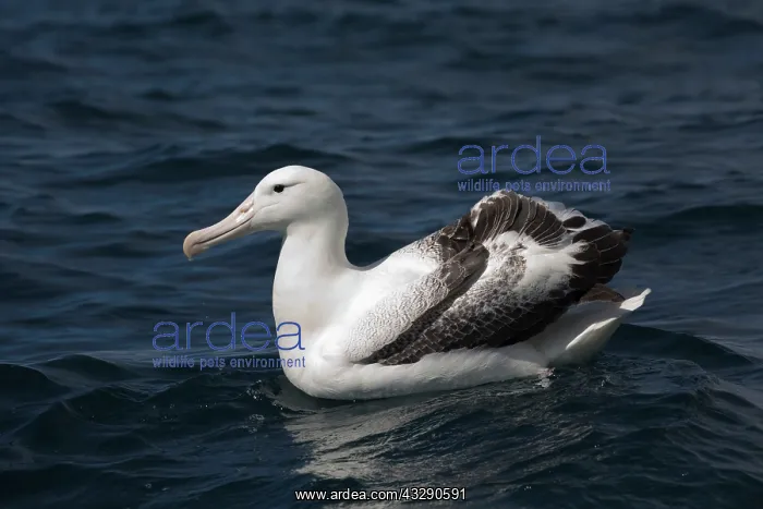 : 80193268 Southern Royal Albatross Kaikoura, South : 80193268 Southern Royal Albatross Kaikoura, South