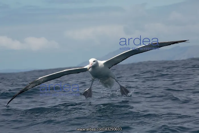 : 80193269 Southern Royal Albatross - in flight Kaikoura : 80193269 Southern Royal Albatross - in flight Kaikoura