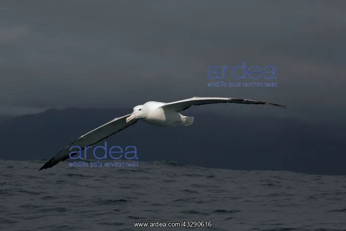 : 80193270 Southern Royal Albatross - in flight Kaikoura : 80193270 Southern Royal Albatross - in flight Kaikoura