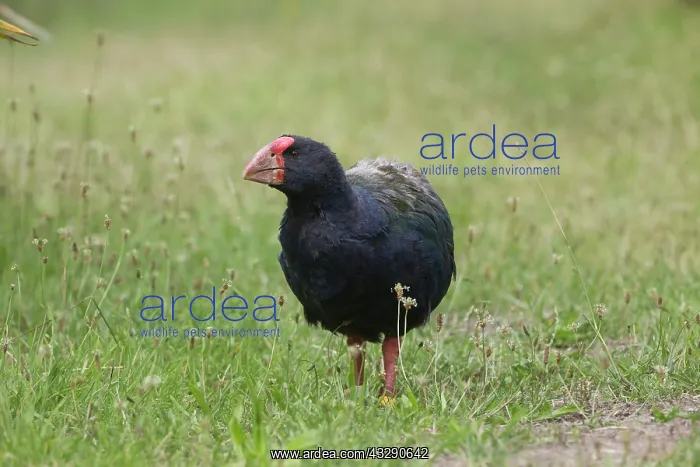 : 80193273 Takahe Tiritiri Matangi Island, Hauraki : 80193273 Takahe Tiritiri Matangi Island, Hauraki