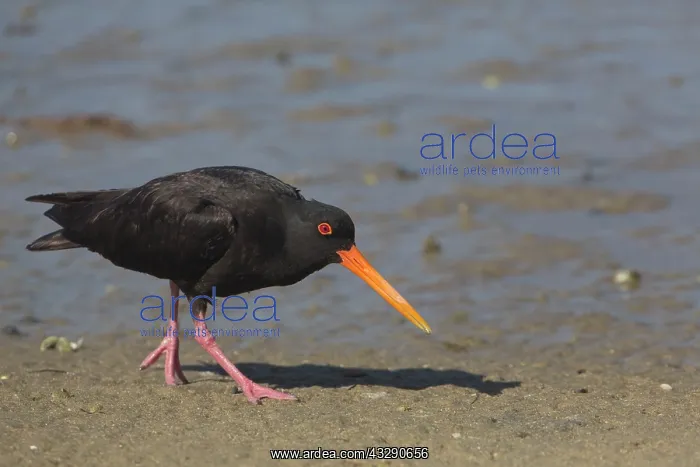 : 80193274 Variable Oystercatcher Waipu Cove Spit : 80193274 Variable Oystercatcher Waipu Cove Spit