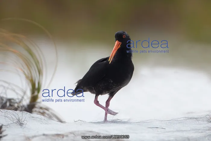 : 80193275 Variable Oystercatcher - sand dunes during : 80193275 Variable Oystercatcher - sand dunes during