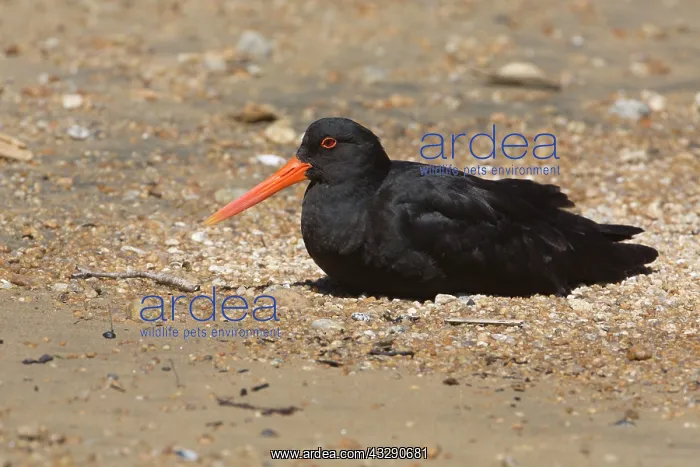 : 80193276 Variable Oystercatcher - resting Ulva Island : 80193276 Variable Oystercatcher - resting Ulva Island
