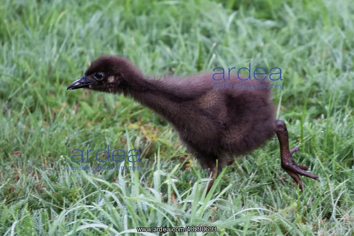 : 80193277 Western Weka - chick Teal Valley near Nelson : 80193277 Western Weka - chick Teal Valley near Nelson
