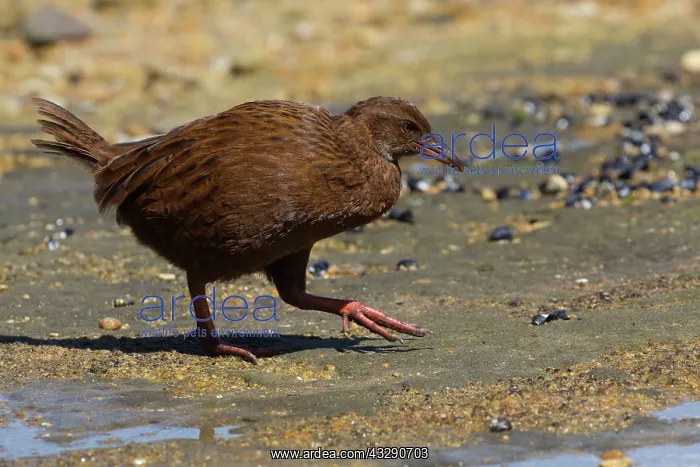 : 80193278 Weka Ulva Island off Stewart Island, New : 80193278 Weka Ulva Island off Stewart Island, New