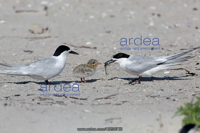 : 80193280 White-fronted Tern - adult bringing fish : 80193280 White-fronted Tern - adult bringing fish