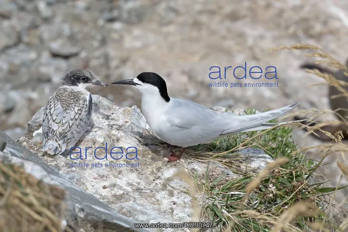 : 80193282 White-fronted Tern - adult with chick Kaikoura : 80193282 White-fronted Tern - adult with chick Kaikoura