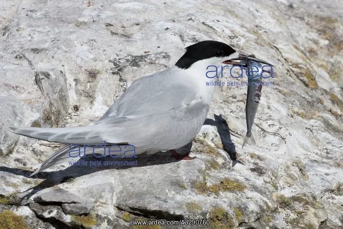 : 80193283 White-fronted Tern - with fish prey Kaikoura : 80193283 White-fronted Tern - with fish prey Kaikoura