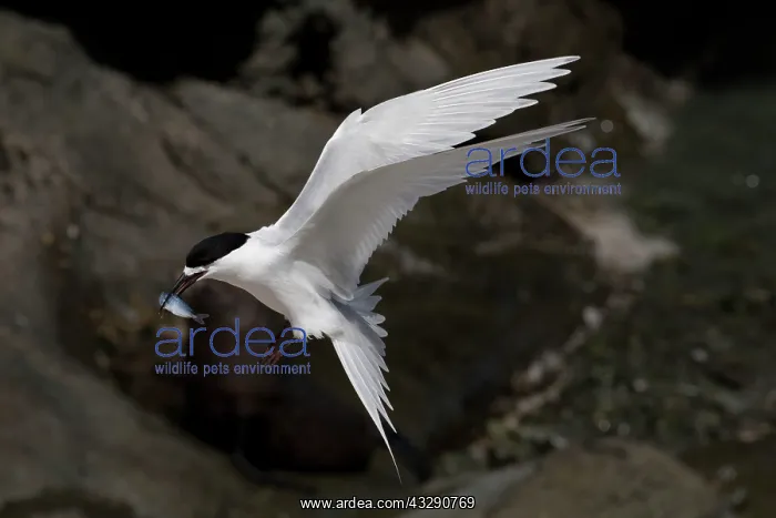 : 80193284 White-fronted Tern - with fish prey Kaikoura : 80193284 White-fronted Tern - with fish prey Kaikoura
