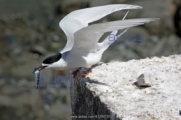 : 80193285 White-fronted Tern - with fish prey Kaikoura : 80193285 White-fronted Tern - with fish prey Kaikoura