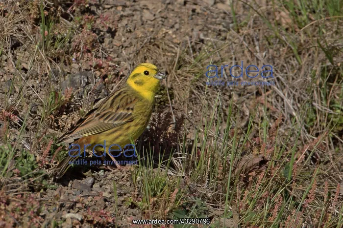 : 80193286 Yellowhammer - male Teal Valley near Nelson : 80193286 Yellowhammer - male Teal Valley near Nelson