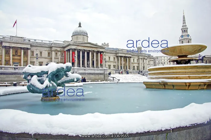 : 80193375 The National Gallery and Trafalgar Square : 80193375 The National Gallery and Trafalgar Square