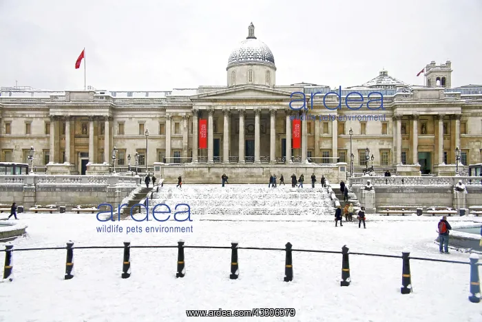 : 80193377 The National Gallery in Trafalgar Square : 80193377 The National Gallery in Trafalgar Square