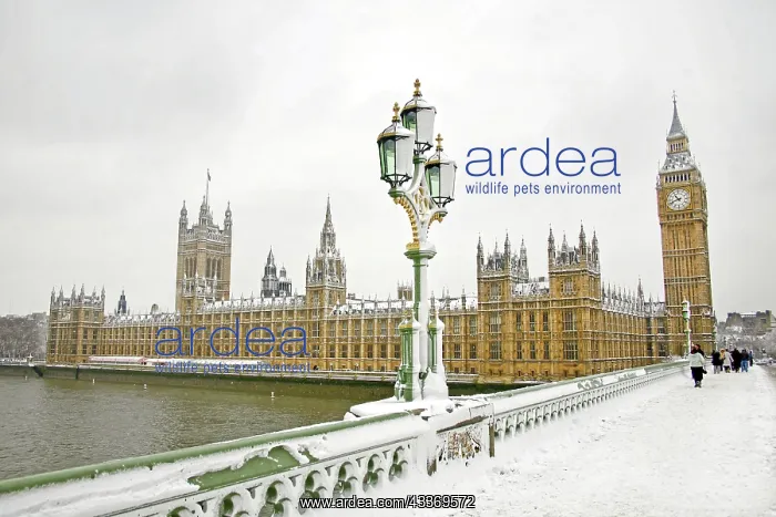 : 80193378 Houses of Parliament, London, in the snow : 80193378 Houses of Parliament, London, in the snow