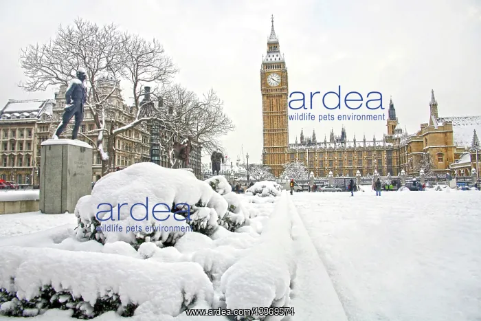 : 80193379 The Houses of Parliament and Big Ben and : 80193379 The Houses of Parliament and Big Ben and