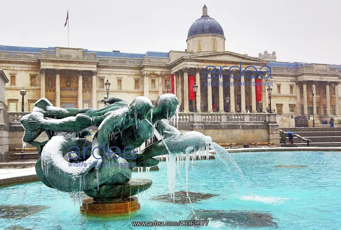 : 80193380 Snow and ice on frozen fountains in Trafalgar : 80193380 Snow and ice on frozen fountains in Trafalgar