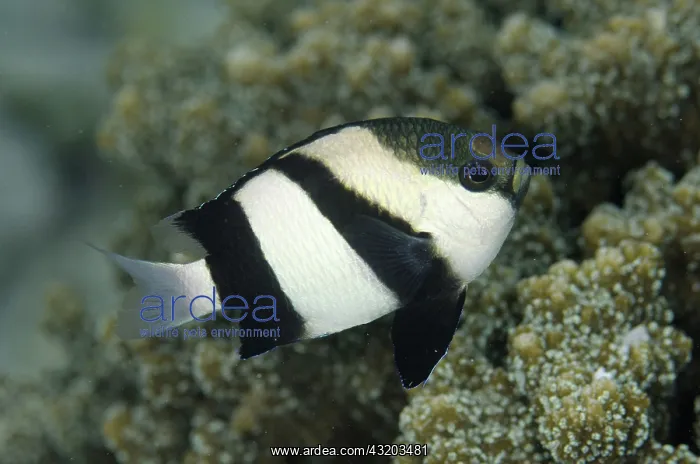 : 80193381 Humbug Dascyllus Dampier Straits, Raja : 80193381 Humbug Dascyllus Dampier Straits, Raja