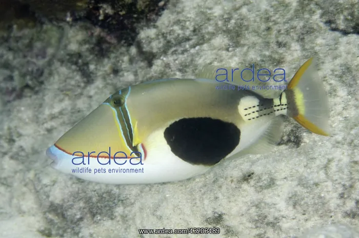 : 80193382 Blackpatch Triggerfish Dampier Straits : 80193382 Blackpatch Triggerfish Dampier Straits