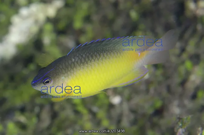 : 80193383 Dusky Gregory - juvenile Dampier Straits : 80193383 Dusky Gregory - juvenile Dampier Straits