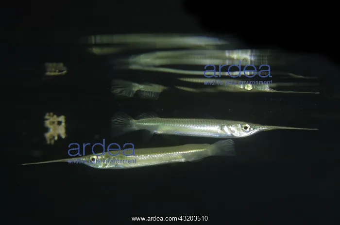 : 80193384 Shortnose River Halfbeak - with reflection : 80193384 Shortnose River Halfbeak - with reflection