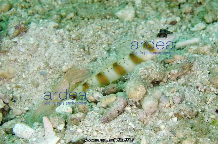 : 80193385 Arcfin Shrimpgoby - on sand with Snapping : 80193385 Arcfin Shrimpgoby - on sand with Snapping