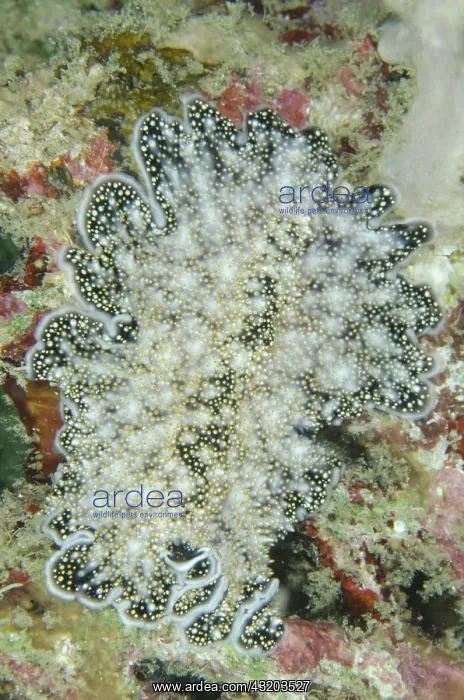 : 80193386 Spangled Flatworm Matan Island, near Sorong : 80193386 Spangled Flatworm Matan Island, near Sorong