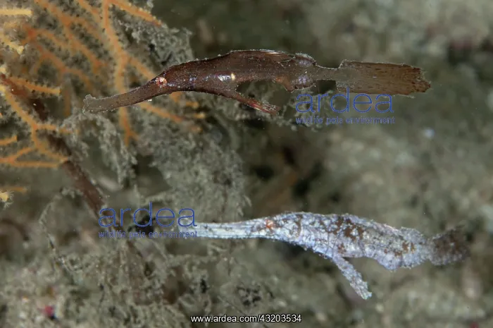 : 80193387 Robust Ghost Pipefish - pair Matan Island : 80193387 Robust Ghost Pipefish - pair Matan Island