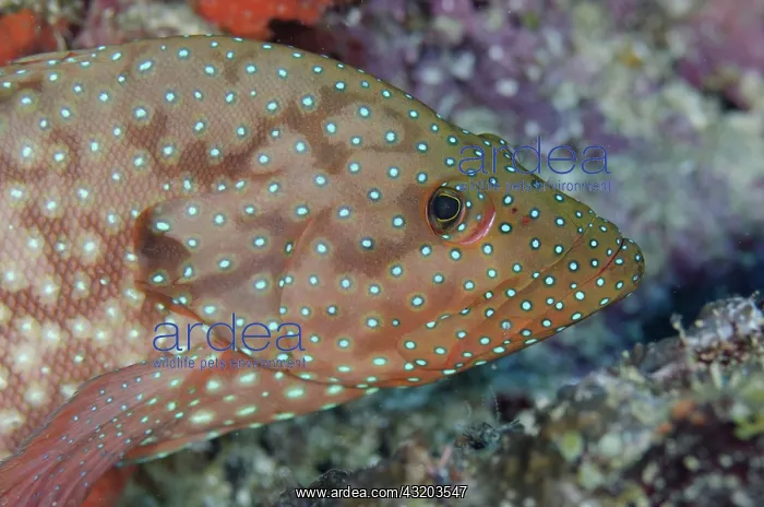 : 80193388 Blue-spotted Grouper Love Potion No. 9 : 80193388 Blue-spotted Grouper Love Potion No. 9