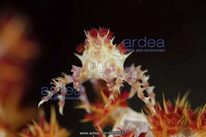 : 80193389 Spider Crab - on soft Glomerate tree coral : 80193389 Spider Crab - on soft Glomerate tree coral