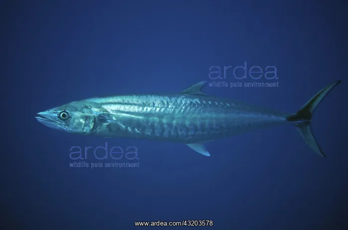 : 80193391 Narrow Barred Spanish Mackerel Love Potion : 80193391 Narrow Barred Spanish Mackerel Love Potion