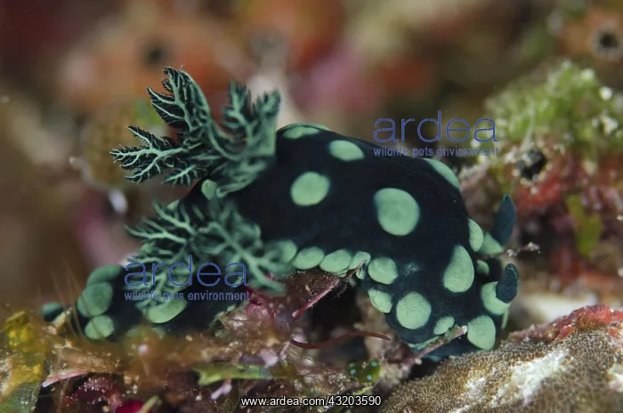: 80193392 Crested Nembrotha Nudibranch Plateau dive : 80193392 Crested Nembrotha Nudibranch Plateau dive
