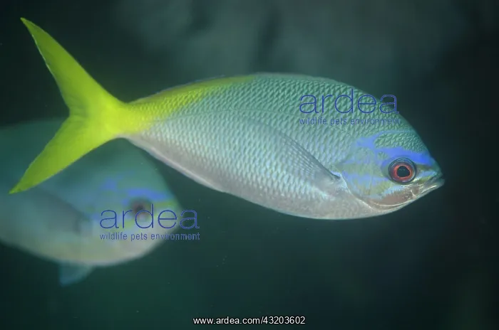 : 80193393 Yellowtail Fusilier No Contest dive site : 80193393 Yellowtail Fusilier No Contest dive site