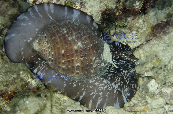  : 80193395 Giant Tun Shell Night dive, Wagmab dive