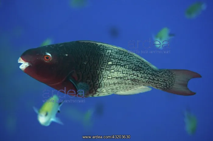 : 80193396 Ember Parrotfish - female Boo Rocks dive : 80193396 Ember Parrotfish - female Boo Rocks dive