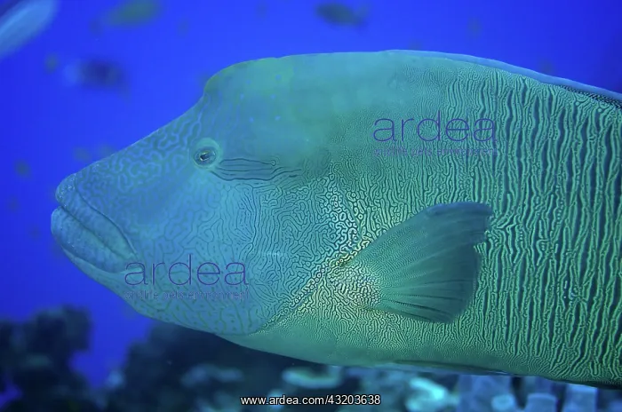 : 80193397 Humphead Wrasse Shadow Reef dive site : 80193397 Humphead Wrasse Shadow Reef dive site