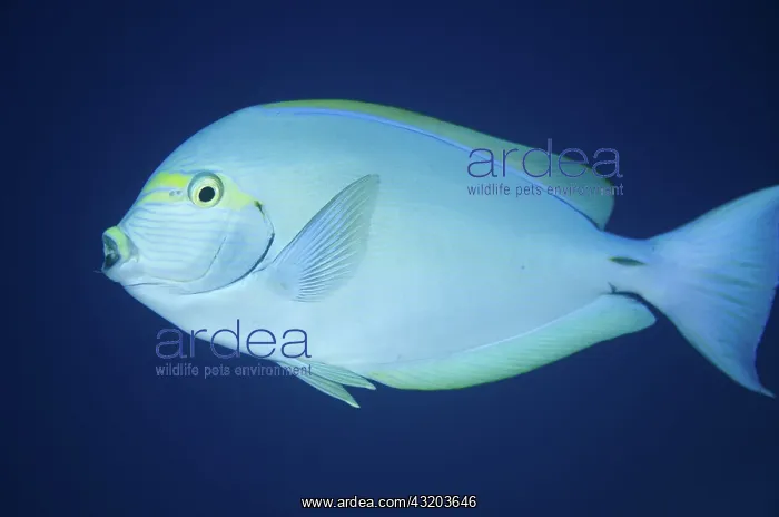 : 80193398 Yellowmask Surgeonfish Shadow Reef dive : 80193398 Yellowmask Surgeonfish Shadow Reef dive