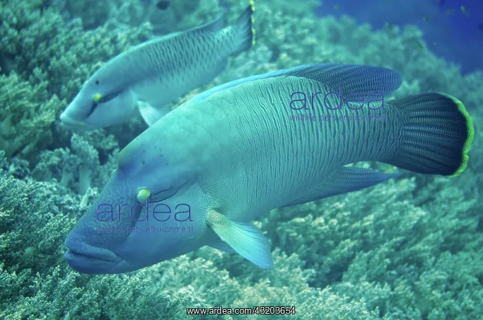: 80193399 Humphead Wrasse - adult and juvenile Shadow : 80193399 Humphead Wrasse - adult and juvenile Shadow