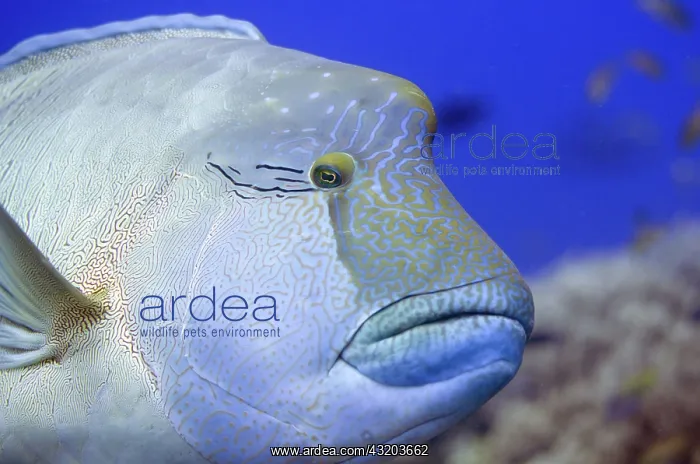 : 80193400 Humphead Wrasse Shadow Reef dive site : 80193400 Humphead Wrasse Shadow Reef dive site