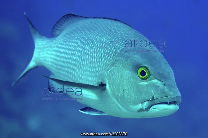: 80193401 Red Snapper Shadow Reef dive site, Yilliet : 80193401 Red Snapper Shadow Reef dive site, Yilliet