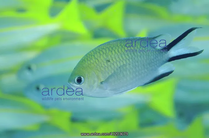 : 80193402 Philippines Chromis Shadow Reef dive site : 80193402 Philippines Chromis Shadow Reef dive site