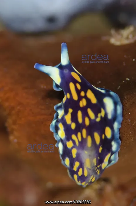 : 80193403 Linda's Flatworm Shadow Reef dive site : 80193403 Linda's Flatworm Shadow Reef dive site