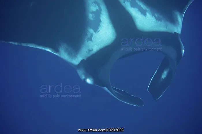 : 80193404 Oceanic Manta Ray - with typical dorsal : 80193404 Oceanic Manta Ray - with typical dorsal