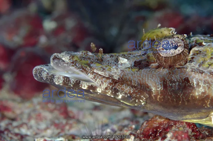 : 80193405 Crocodile Flathead Yilliet Kecil dive site : 80193405 Crocodile Flathead Yilliet Kecil dive site