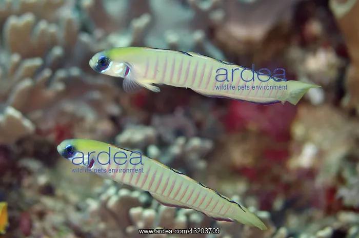  : 80193406 Zebra Dartfish - pair Yilliet Kecil dive