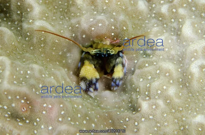 : 80193407 Coral Hermit Crab - in coral crevice Night : 80193407 Coral Hermit Crab - in coral crevice Night