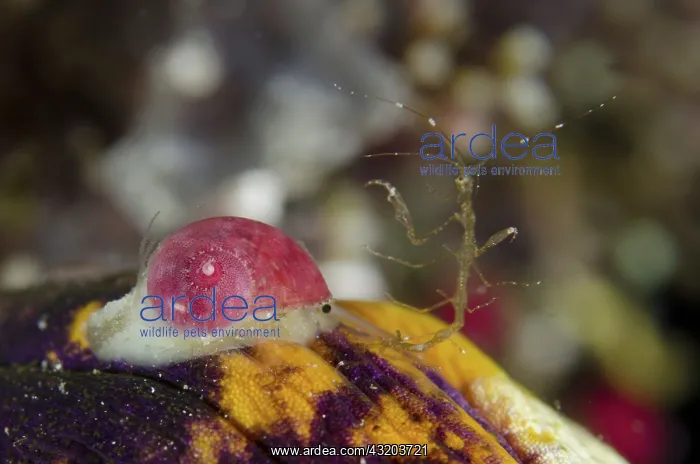 : 80193408 Papery Stomatella Snail - with Skeleton : 80193408 Papery Stomatella Snail - with Skeleton