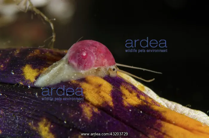 : 80193409 Papery Stomatella Snail - on Sea Squirt : 80193409 Papery Stomatella Snail - on Sea Squirt