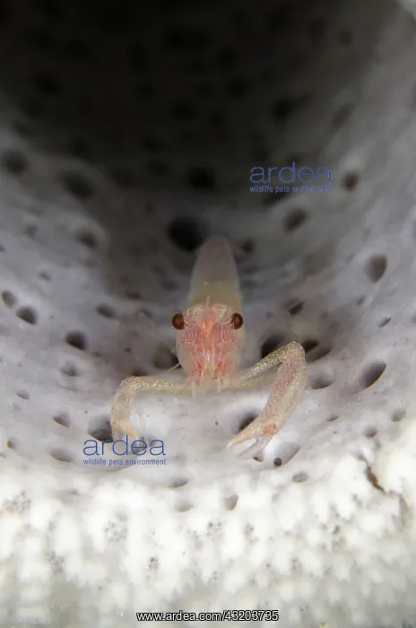 : 80193410 Commensal Sponge Shrimp - in Stove-pipe : 80193410 Commensal Sponge Shrimp - in Stove-pipe