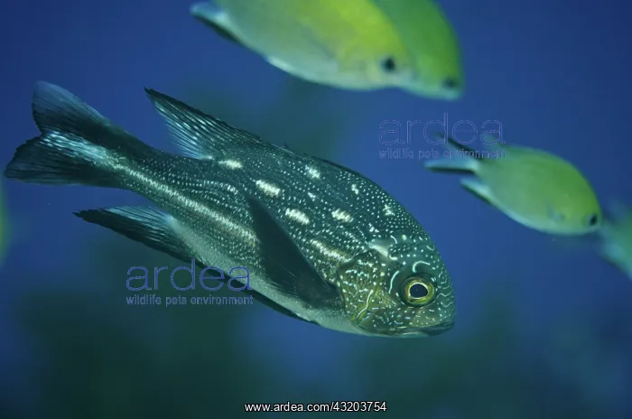 : 80193412 Midnight Snapper - juvenile with subadult : 80193412 Midnight Snapper - juvenile with subadult