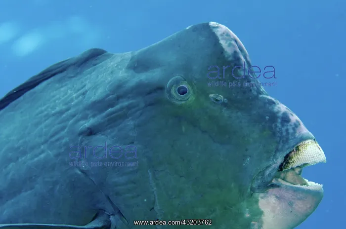 : 80193413 Bumphead Parrotfish Nudi Rock dive site : 80193413 Bumphead Parrotfish Nudi Rock dive site